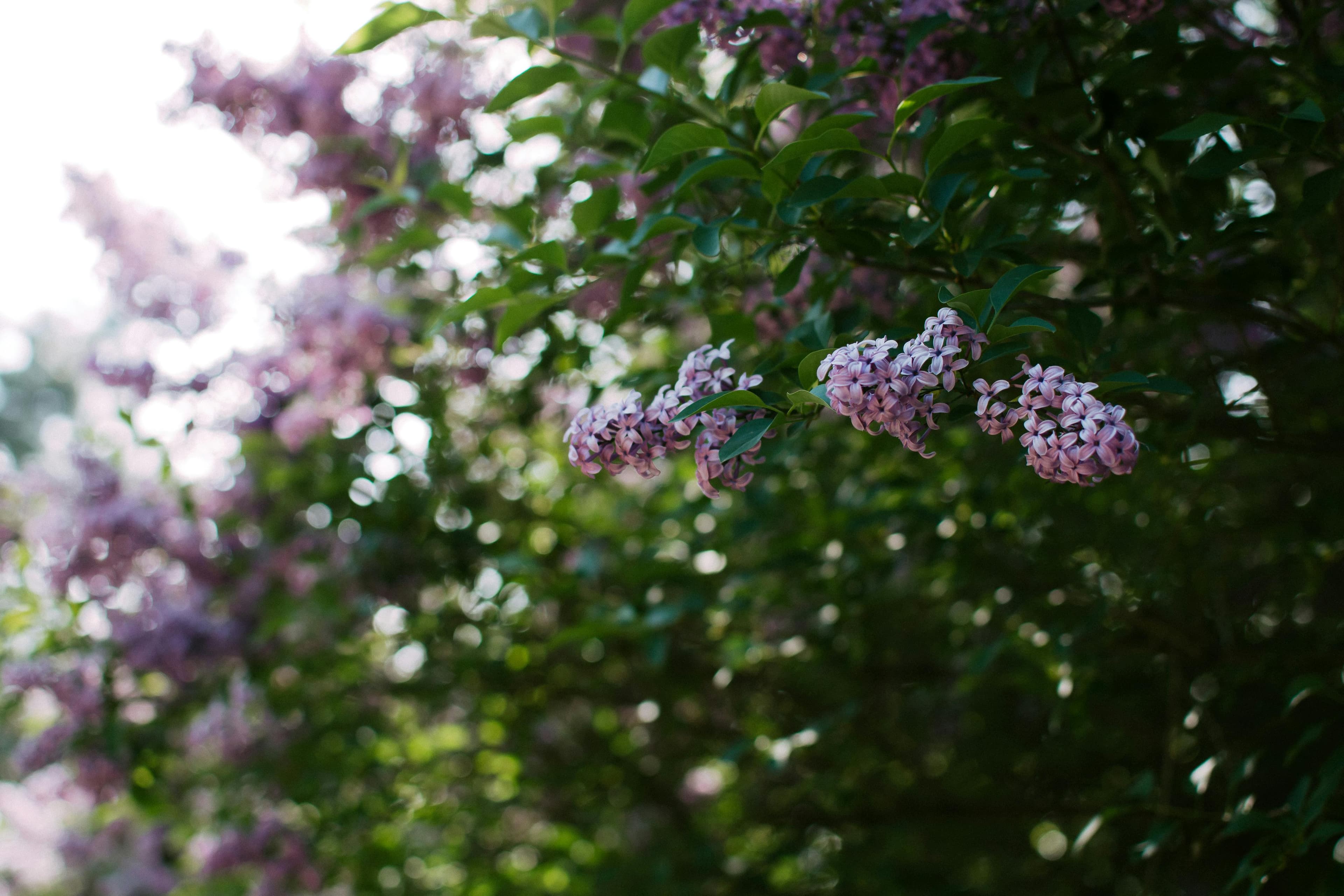 Boutique Lanja Chic & Nature Banner
